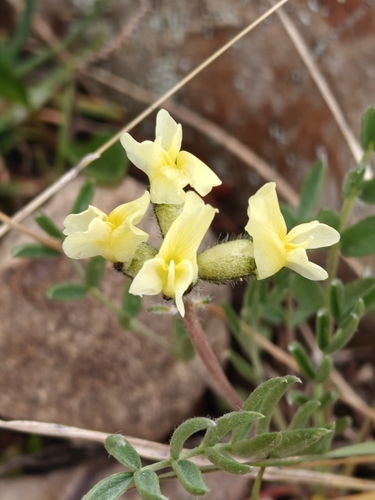 purple locoweed (Oxytropis lambertii)
