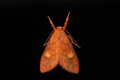 Sarbine flavodiscalis