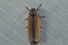 Eilema griseola