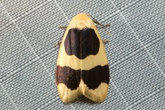 Garudinia biplagiata