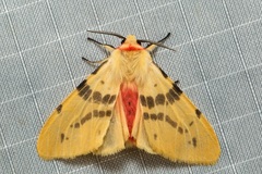 Lemyra bornemontana