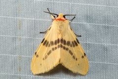 Lemyra bornemontana