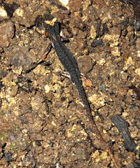 Salamandrina perspicillata