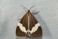 Nyctemera kinibalina