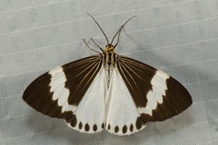 Nyctemera kinibalina