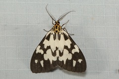 Nyctemera ludekingii