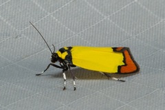 Scaptesyle mirabilis