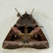 Avatha heterographa - Photo (c) dhfischer, some rights reserved (CC BY-NC), uploaded by dhfischer