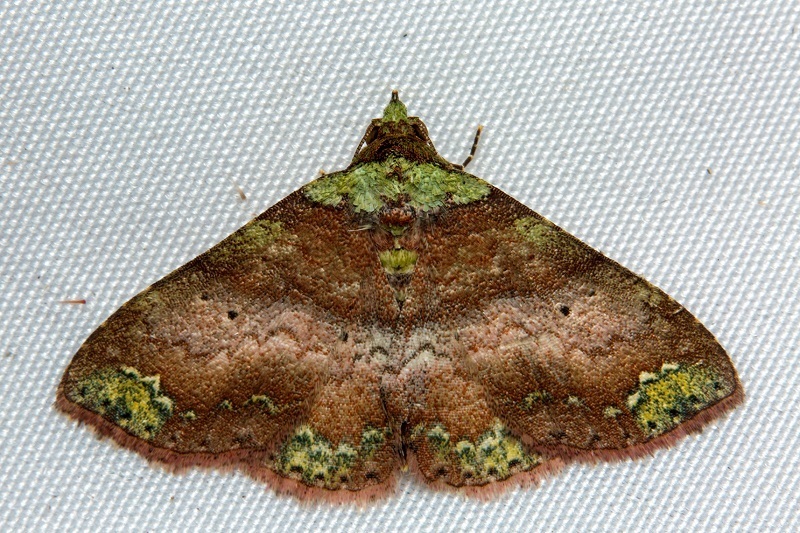 Dunira scitula