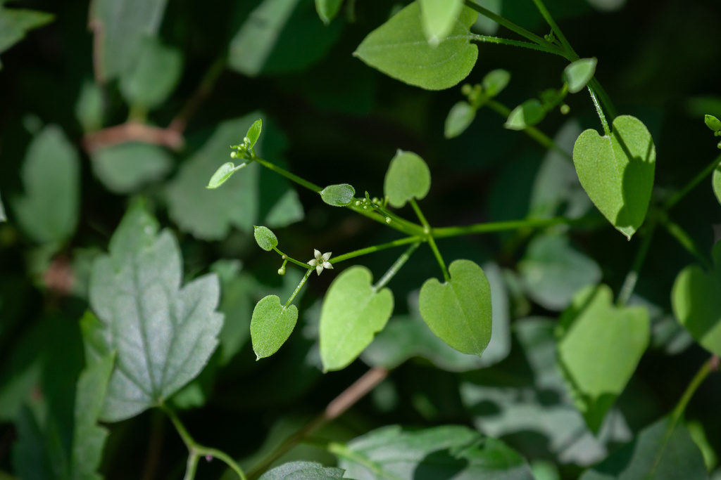 Rubia sylvatica