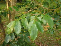 Dalbergia stevensonii