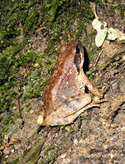 Rana italica