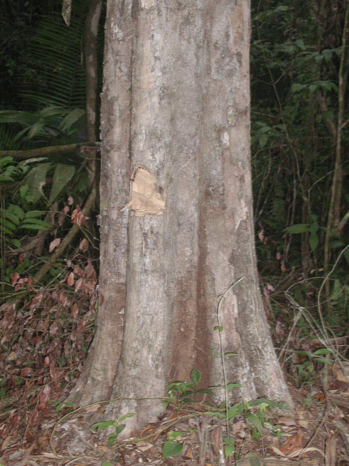 Dalbergia stevensonii