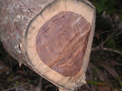 Dalbergia stevensonii