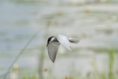 Fumarel cariblanco (Chlidonias hybrida)
