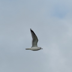 Larus canus