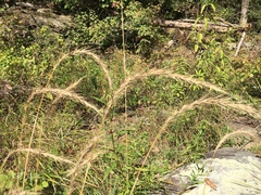 Elymus riparius