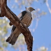 Pacific Baza - Photo (c) Graham Winterflood, some rights reserved (CC BY-SA)
