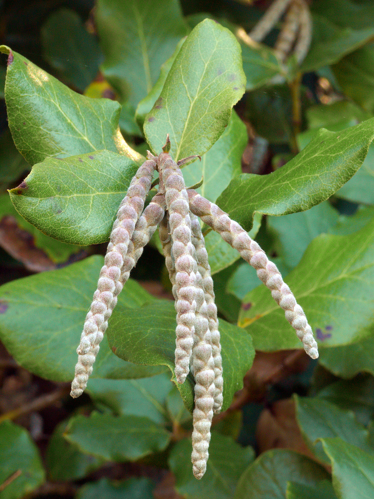 silktassels
