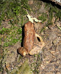 Rana italica