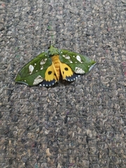 Eudocima hypermnestra