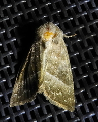Papaipema eupatorii
