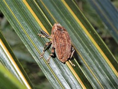 Rhynchodes ursus