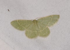 Chlorochlamys phyllinaria