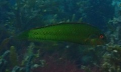 Novaculoides macrolepidotus