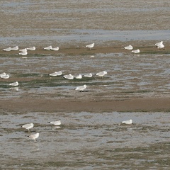 Larus canus