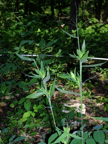 Ravenel's Rosette Grass (Dichanthelium ravenelii)