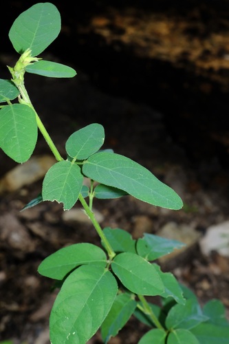 Stiff Ticktrefoil (Desmodium obtusum)