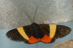 Eucharidema trichroa