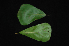 Quercus arkansana