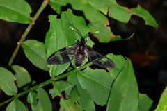 Vitronaclia veronica