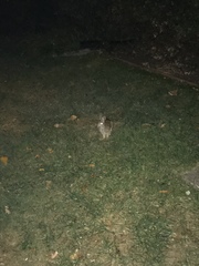 Sylvilagus floridanus