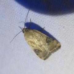 Micrathetis costiplaga