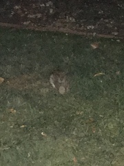 Sylvilagus floridanus
