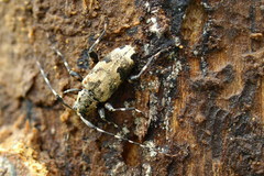 Graphisurus triangulifer