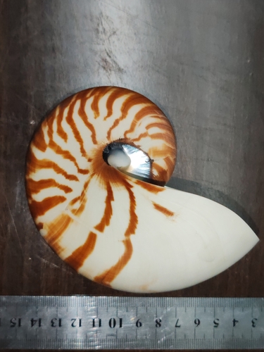 Emperor Nautilus