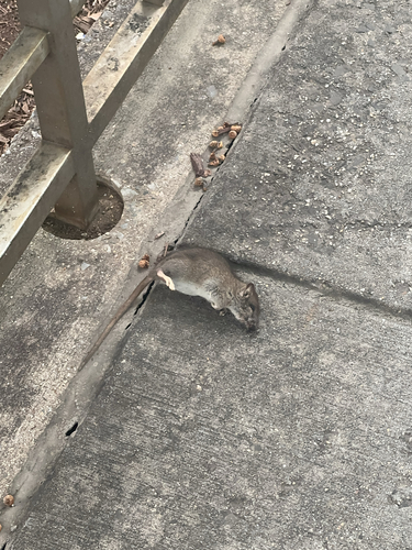 Brown Rat