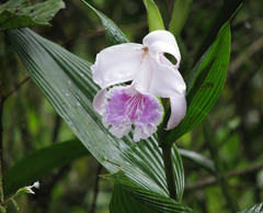 Sobralia rosea