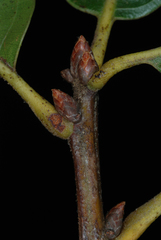 Quercus arkansana