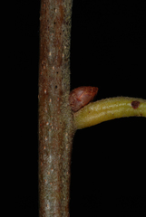 Quercus arkansana