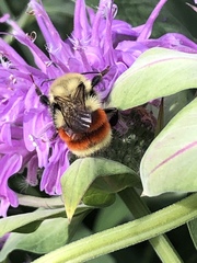 Bombus huntii