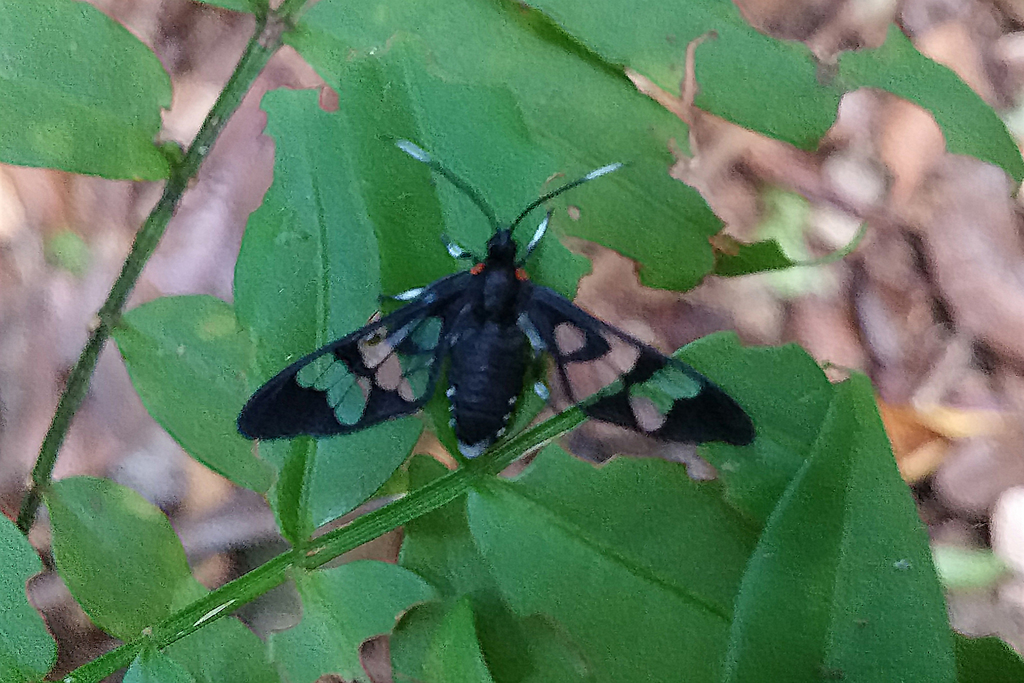 Vitronaclia