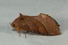 Eudocima srivijayana