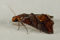Oraesia emarginata