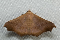 Chilkasa falcata