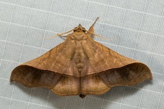 Chilkasa falcata